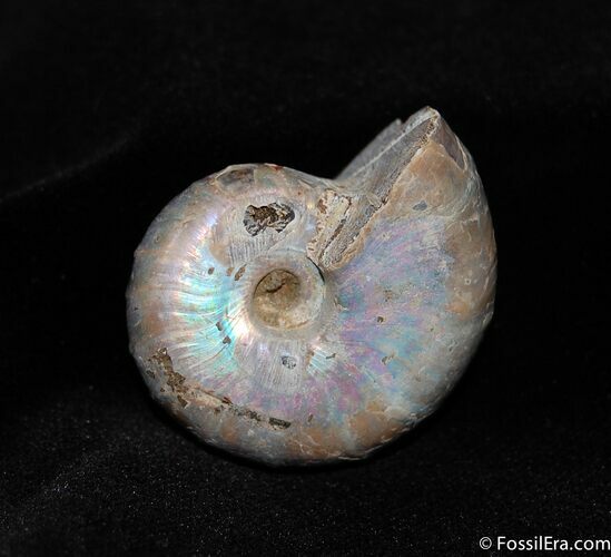 Iridescent Desmoceras latidorsatum Ammonite Fossil #419